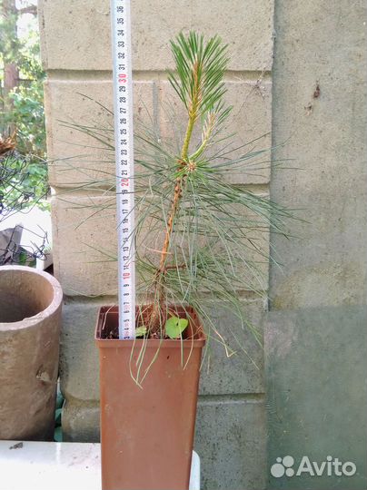 Саженцы сосны жёлтой (орегонской), трехлетки, зкс