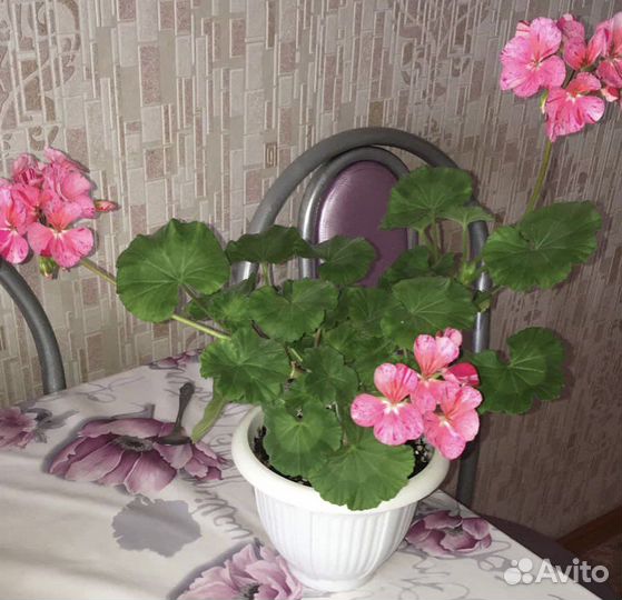 Пеларгония герань