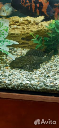 Аквариум с тумбой