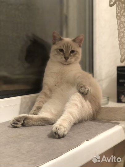 Тайский кот