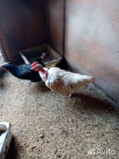 Куры петухи