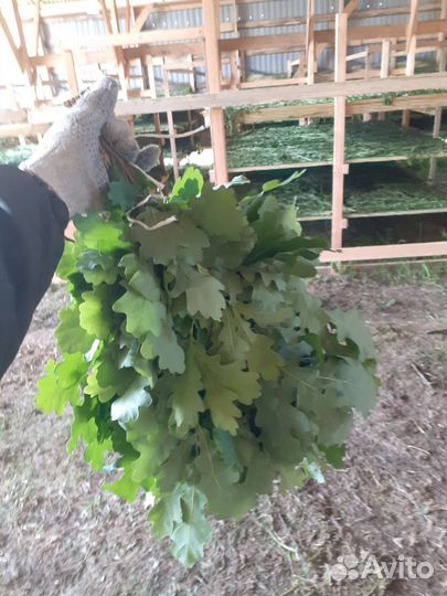 Веники дубовые