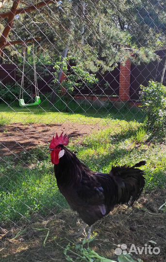 Петух Барбезьё