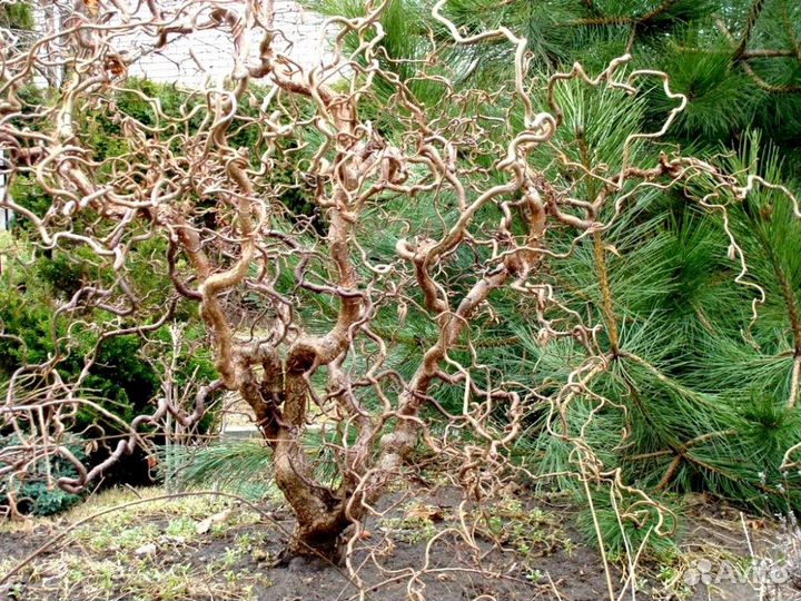 Ивы Нана, плакучая Шатер, Матсудана