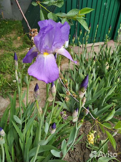 Цветы(ирис бородатые)