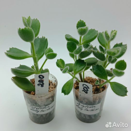 Суккуленты разные 4