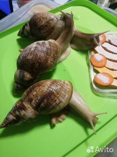 Улитки ахатины,архахатины, древесники