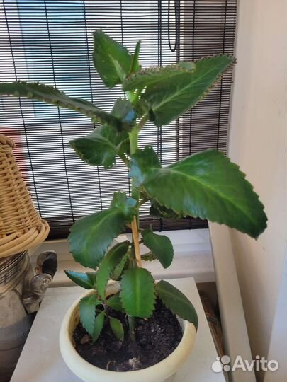 Каланхоэ лечебное