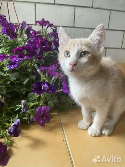 Коты бесплатно