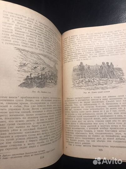 Бобринский. Очерки промысловых зверей и птиц