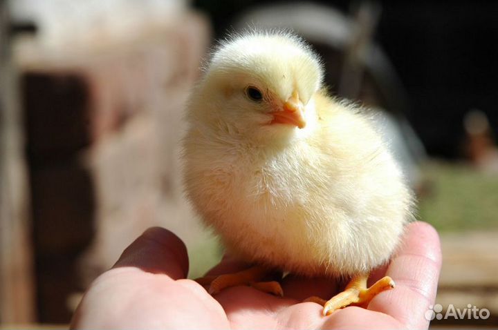 Цыплята от кур несушек
