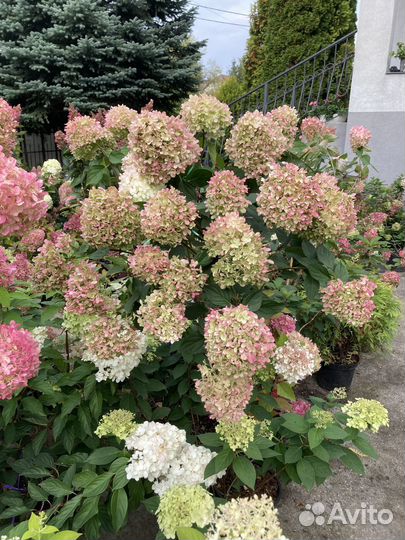 Гортензия Лайм Лайт, Вимс Ред, Кенделайн - Штамбы