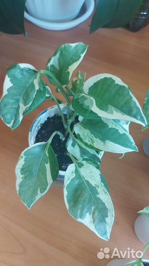 Сциндапсусы и эпипремнумы