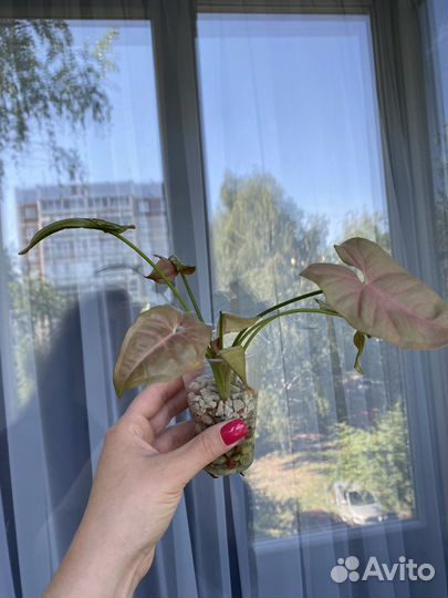 Сингониум pink neon