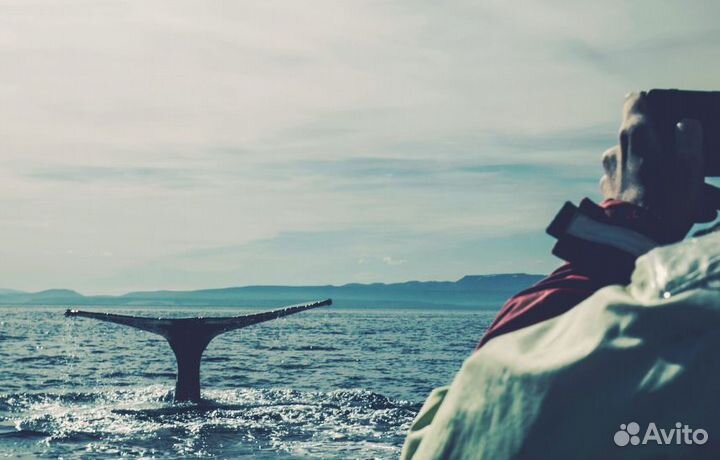 Тур в Териберку с выходом в море в поисках китов