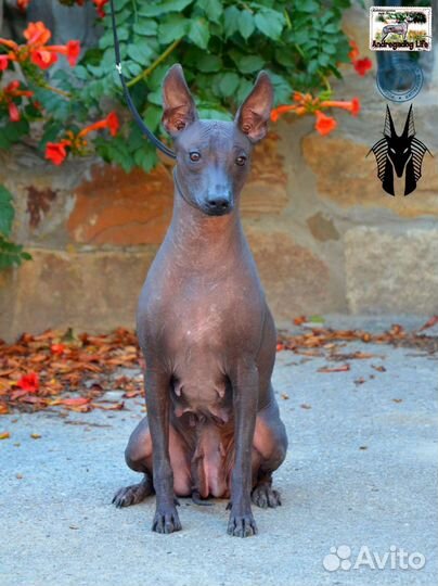 Ксолоитцкуинтли стандарт. Мексиканская голая