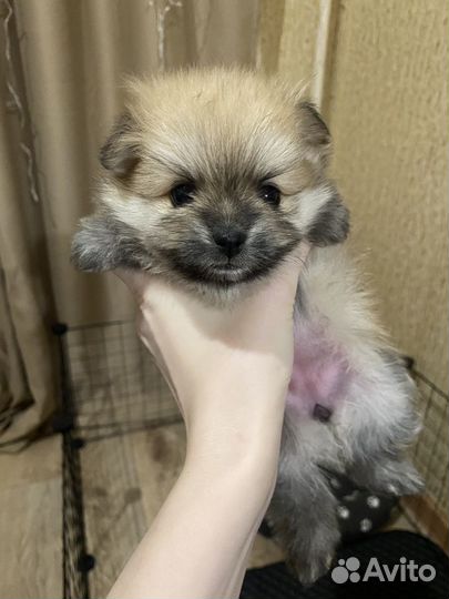 Щенки шпица