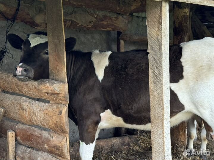 Телки нетели