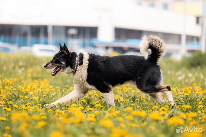 Геркулес - красивый пёс ищет дом
