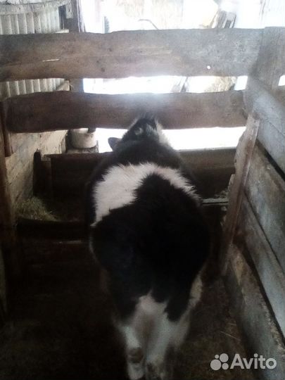 Бычки на откорм