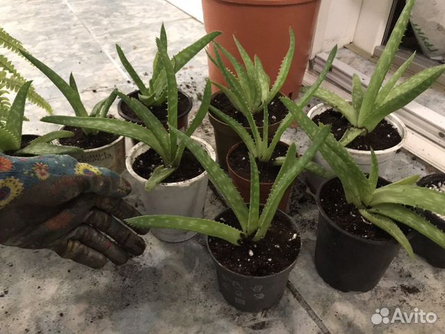 Лечебное Алоэ вера,древовидное,остистое алоэ