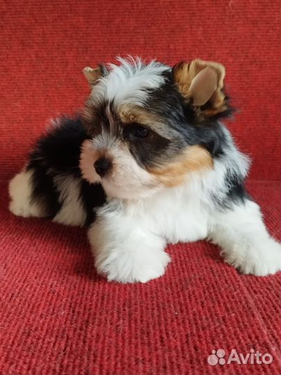 Джентльмен