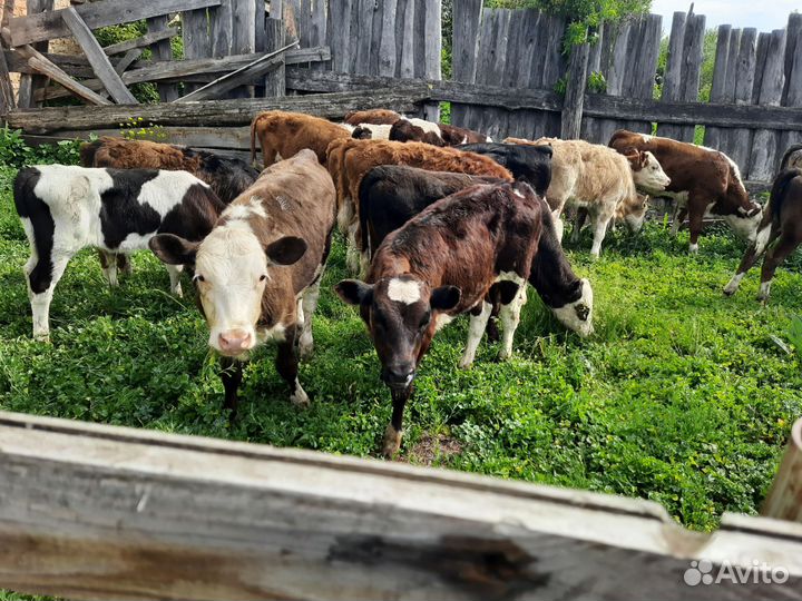 Бычки телочки