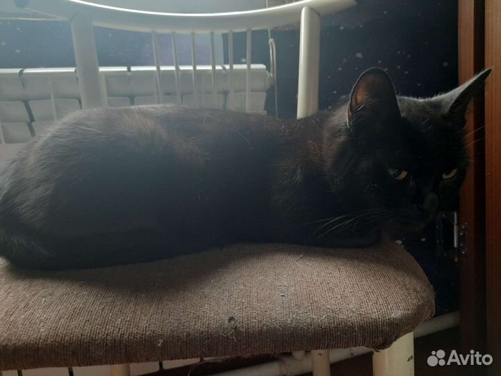 Котики и кошечки в добрые руки