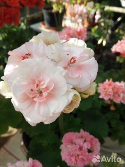 Пеларгония Сортовая