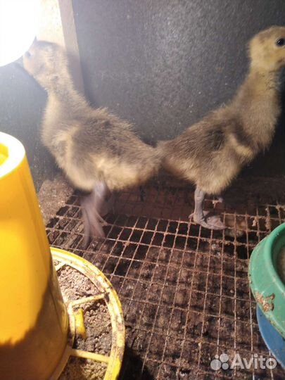 Бройлеры подрощенные по спеццене