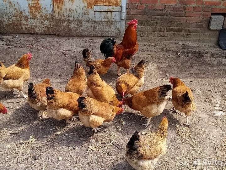 Яйцо Инкубационное