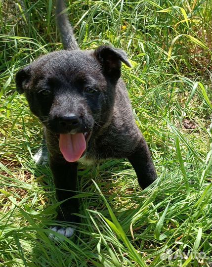 Щенки бесплатно