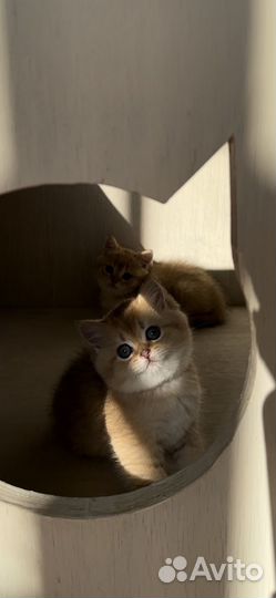 Британские котята