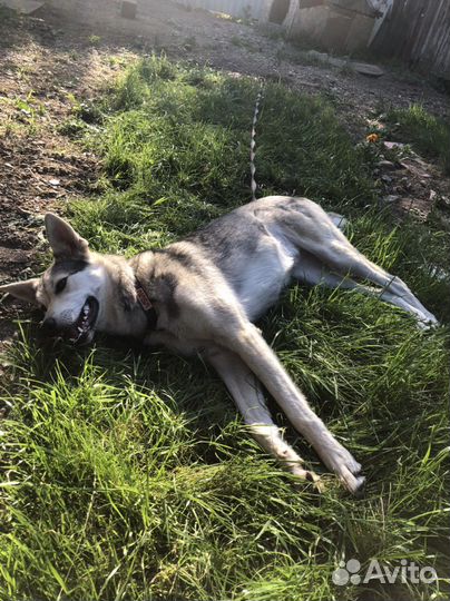 Супер собака ищет дом