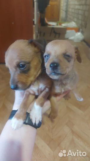 Отдам щенков