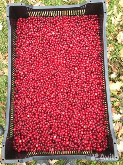 Клюква Брусника. Ягода Карелии