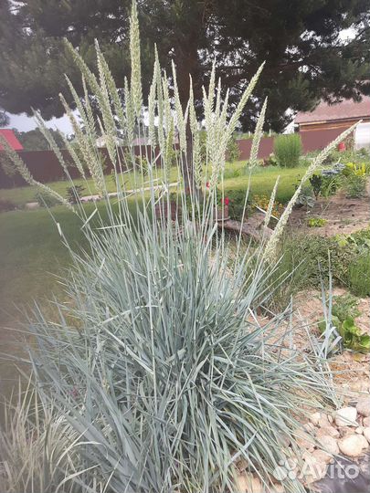 Растения для сада