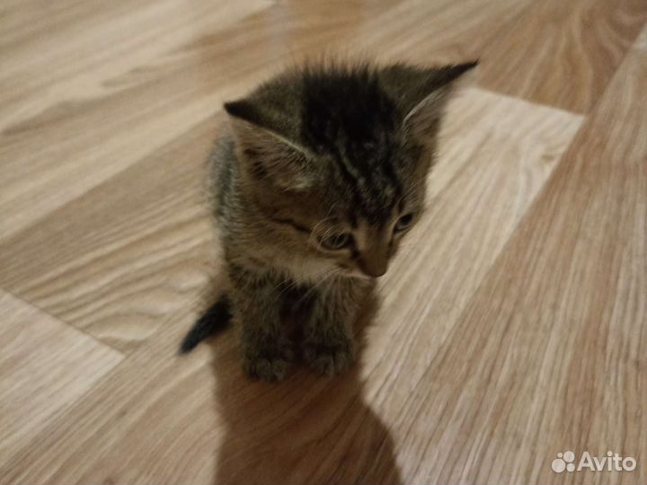 Кошки бесплатно