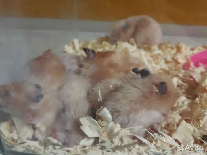 Хомяки и клетки