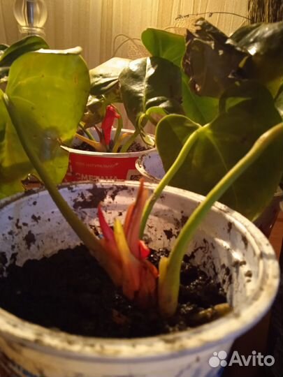 Антуриум отростки