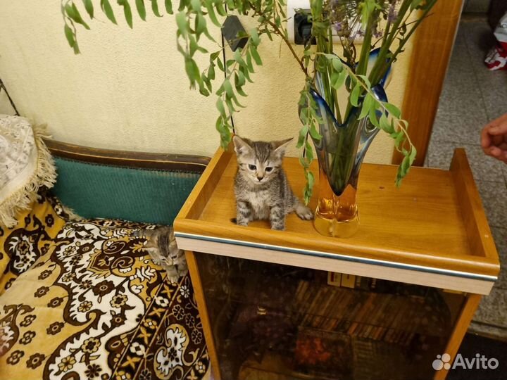 Бенгальские котята - леопардики