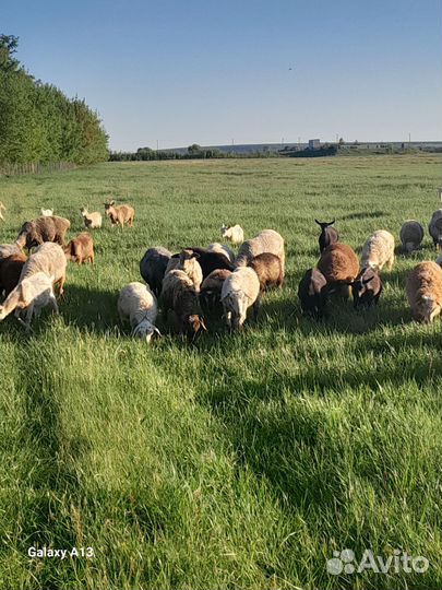 Овцы бараны ягнята