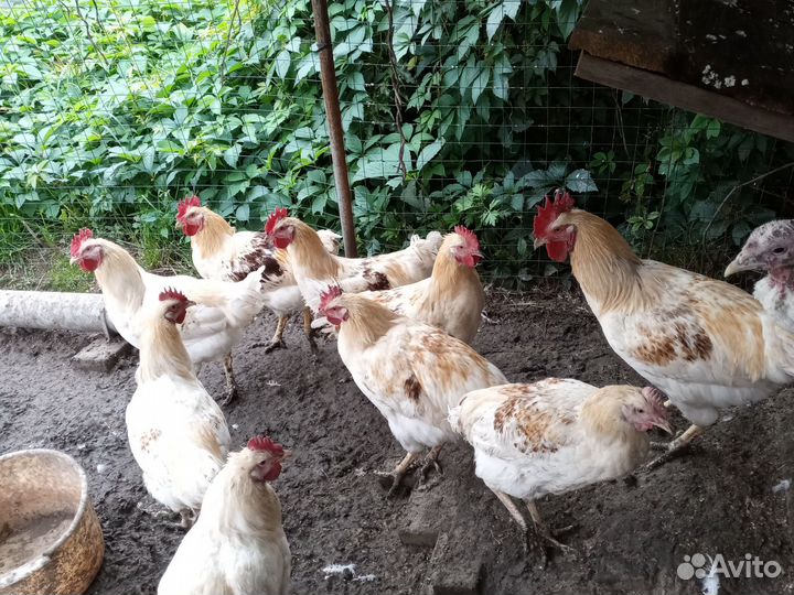 Молодые петухи