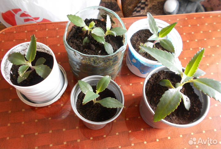 Каланхоэ лечебный