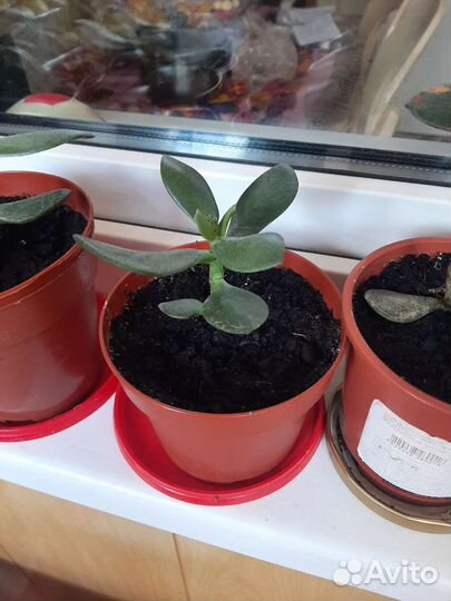 Толстянка денежное дерево