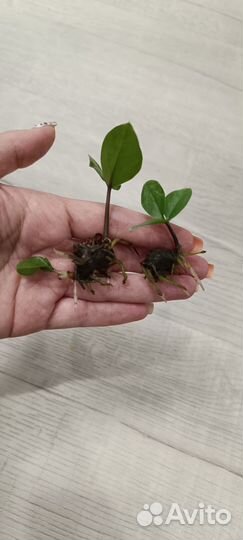 Замиокулькас