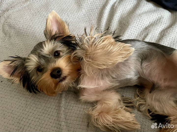 Йоркширский терьер