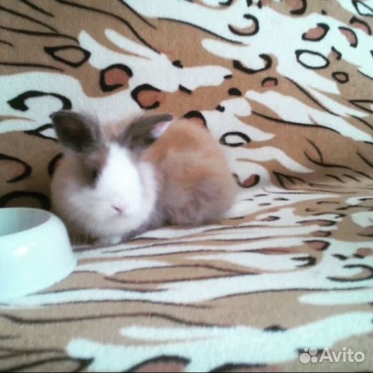 Возьму на передержку животных