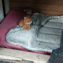Котёнок в добрые руки, Мелитополь