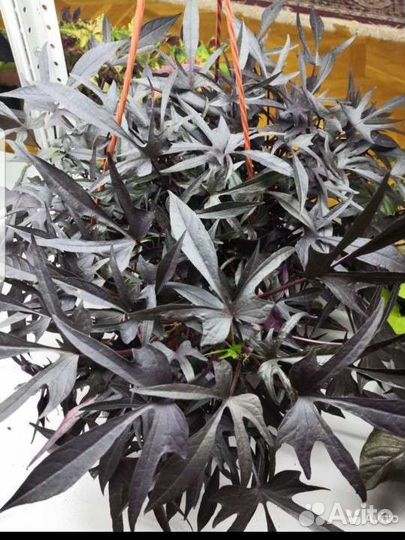 Комнатный цеты